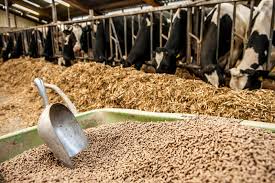 Cattle feed